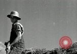 Standbild Landwirt schneiden alte Maisstängel Saint Clairsville Ohio USA, 1940, aus Sekunde 52 historischem Filmmaterial Videoclip 65675030603