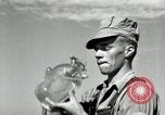 Standbild Landwirt schneiden alte Maisstängel Saint Clairsville Ohio USA, 1940, aus Sekunde 61 historischem Filmmaterial Videoclip 65675030603