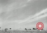 Standbild Landwirt schneiden alte Maisstängel Saint Clairsville Ohio USA, 1940, aus Sekunde 62 historischem Filmmaterial Videoclip 65675030603