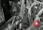 Image of farmers learn about REA Saint Clairsville Ohio USA, 1940, second 61 stock footage video 65675030606