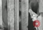 Image of benefits of electricity to early farmers Saint Clairsville Ohio USA, 1940, second 27 stock footage video 65675030608