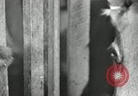 Image of benefits of electricity to early farmers Saint Clairsville Ohio USA, 1940, second 28 stock footage video 65675030608