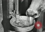 Image of benefits of electricity to early farmers Saint Clairsville Ohio USA, 1940, second 31 stock footage video 65675030608