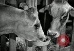 Image of benefits of electricity to early farmers Saint Clairsville Ohio USA, 1940, second 35 stock footage video 65675030608