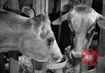 Image of benefits of electricity to early farmers Saint Clairsville Ohio USA, 1940, second 36 stock footage video 65675030608