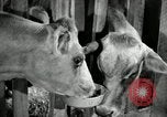 Image of benefits of electricity to early farmers Saint Clairsville Ohio USA, 1940, second 37 stock footage video 65675030608