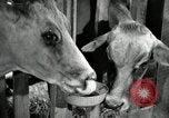 Image of benefits of electricity to early farmers Saint Clairsville Ohio USA, 1940, second 39 stock footage video 65675030608