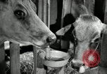Image of benefits of electricity to early farmers Saint Clairsville Ohio USA, 1940, second 40 stock footage video 65675030608