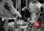 Image of benefits of electricity to early farmers Saint Clairsville Ohio USA, 1940, second 41 stock footage video 65675030608