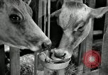 Image of benefits of electricity to early farmers Saint Clairsville Ohio USA, 1940, second 42 stock footage video 65675030608