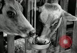 Image of benefits of electricity to early farmers Saint Clairsville Ohio USA, 1940, second 43 stock footage video 65675030608