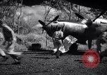 Image of P-38 planes of 80th fighter squadron Pacific Theater, 1944, second 34 stock footage video 65675030621