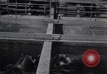 Immagine di Ippopotamo New York United States USA, 1931, secondo 9 filmato di repertorio 65675030768