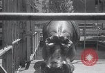 Immagine di Ippopotamo New York United States USA, 1931, secondo 19 filmato di repertorio 65675030768