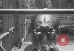 Immagine di Ippopotamo New York United States USA, 1931, secondo 20 filmato di repertorio 65675030768