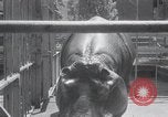 Immagine di Ippopotamo New York United States USA, 1931, secondo 21 filmato di repertorio 65675030768