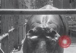 Immagine di Ippopotamo New York United States USA, 1931, secondo 22 filmato di repertorio 65675030768
