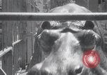 Immagine di Ippopotamo New York United States USA, 1931, secondo 23 filmato di repertorio 65675030768