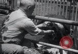 Immagine di Ippopotamo New York United States USA, 1931, secondo 25 filmato di repertorio 65675030768