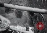 Immagine di Ippopotamo New York United States USA, 1931, secondo 28 filmato di repertorio 65675030768