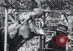 Immagine di Ippopotamo New York United States USA, 1931, secondo 41 filmato di repertorio 65675030768