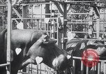 Immagine di Ippopotamo New York United States USA, 1931, secondo 43 filmato di repertorio 65675030768