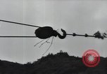 Image of Combat Team Korea, 1950, second 48 stock footage video 65675030814