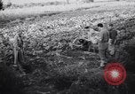 Immagine di British corrispondenti di guerra Pompei Italia, 1943, secondo 16 filmato di repertorio 65675030857