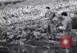 Immagine di British corrispondenti di guerra Pompei Italia, 1943, secondo 17 filmato di repertorio 65675030857