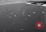 Image of USAAF B-25 bombers with P-47 fighter escorts Italy, 1943, second 35 stock footage video 65675030873