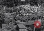 Standbild German 20mm Flak gun Salerno Italien, 1943, aus Sekunde 47 historischem Filmmaterial Videoclip 65675030907