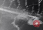 Image of B-24 bombers Bougainville Island Papua New Guinea, 1943, second 30 stock footage video 65675030934
