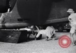 Image of B-24 dead tail gunner China, 1943, second 21 stock footage video 65675030936