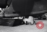 Image of B-24 dead tail gunner China, 1943, second 26 stock footage video 65675030936