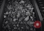 Image of coke screening and transport by Ford Dearborn Michigan USA, 1928, second 25 stock footage video 65675030984