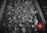 Image of coke screening and transport by Ford Dearborn Michigan USA, 1928, second 27 stock footage video 65675030984