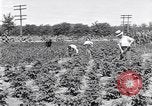 Image Ford gardens Michigan United States USA, 1932, de la seconde 3 séquences d'archives historiques vidéo 65675030998