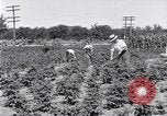 Image Ford gardens Michigan United States USA, 1932, de la seconde 4 séquences d'archives historiques vidéo 65675030998
