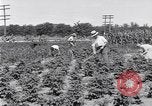 Image Ford gardens Michigan United States USA, 1932, de la seconde 5 séquences d'archives historiques vidéo 65675030998