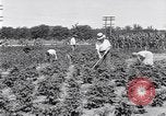 Image Ford gardens Michigan United States USA, 1932, de la seconde 6 séquences d'archives historiques vidéo 65675030998