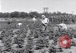 Image Ford gardens Michigan United States USA, 1932, de la seconde 7 séquences d'archives historiques vidéo 65675030998