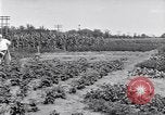 Image Ford gardens Michigan United States USA, 1932, de la seconde 15 séquences d'archives historiques vidéo 65675030998