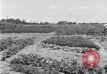 Image Ford gardens Michigan United States USA, 1932, de la seconde 20 séquences d'archives historiques vidéo 65675030998