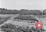 Image Ford gardens Michigan United States USA, 1932, de la seconde 21 séquences d'archives historiques vidéo 65675030998
