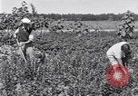 Image Ford gardens Michigan United States USA, 1932, de la seconde 33 séquences d'archives historiques vidéo 65675030998