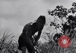 Standbild Malayan Abrechnung Malaya, 1959, aus Sekunde 6 historischem Filmmaterial Videoclip 65675031124