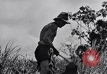 Standbild Malayan Abrechnung Malaya, 1959, aus Sekunde 8 historischem Filmmaterial Videoclip 65675031124