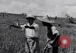Standbild Malayan Abrechnung Malaya, 1959, aus Sekunde 43 historischem Filmmaterial Videoclip 65675031124