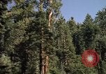 Immagine di Yosemite Valley Mariposa California USA, 1976, secondo 15 filmato di repertorio 65675031133