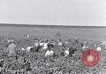 Image of grape harvest France, 1931, second 1 stock footage video 65675031149